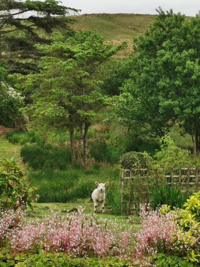 New Listing - Ladybird Cottage - Donegal - Wild Atlantic Way Donegal Town Kültér fotó